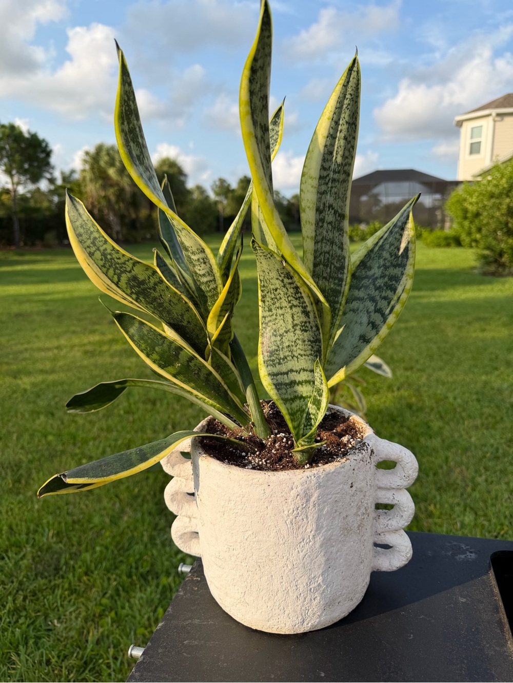 Variegated Snake Plant (Sansevieria) in Decorative Clay Pot